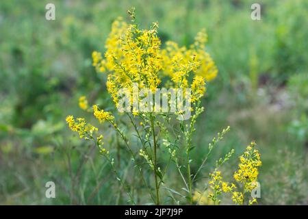 Solidago virgaurea,  European goldenrod yellow summer flowers closeup selective focus Stock Photo