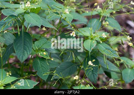 Impatiens parviflora small balsam summer flowers closeup selective focus Stock Photo