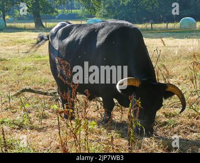 Dexter cow grazing on a German meadow. The grass is yellow. 2022 is a very dry summer in Germany Stock Photo