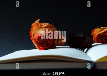 The close-up of dry orange rose bulbs on the blank pages of the opened notebook Stock Photo