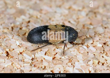 Dermestes lardarius, commonly known as the larder beetle from the family Dermestidae a skin beetles. Stock Photo