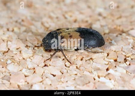 Dermestes lardarius, commonly known as the larder beetle from the family Dermestidae a skin beetles. Stock Photo