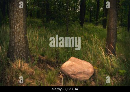 Spring forest in the mountains after rainfall Stock Photo