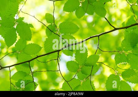 Carpinus betulus, green leaves and foliage of the European or Common Hornbeam tree of the birch family Betulaceae Stock Photo