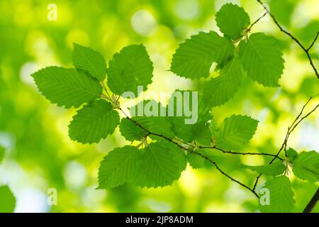 Carpinus betulus, green leaves and foliage of the European or Common Hornbeam tree of the birch family Betulaceae Stock Photo