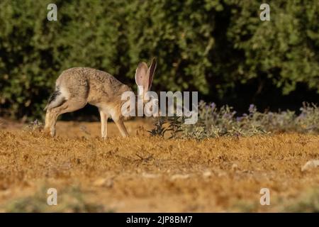 Cape hare (Lepus capensis) running in a field. Cape hares are found throughout Africa, and have spread to many parts of Europe, the Middle East and As Stock Photo
