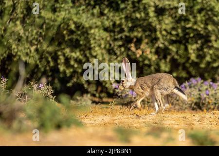 Cape hare (Lepus capensis) running in a field. Cape hares are found throughout Africa, and have spread to many parts of Europe, the Middle East and As Stock Photo