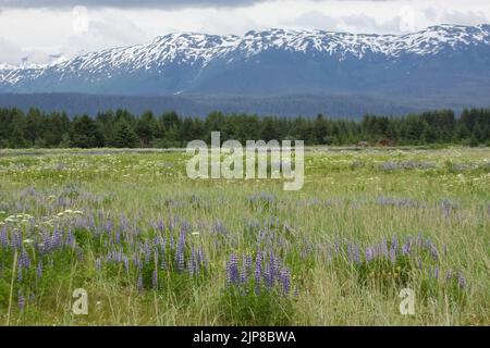 flowering Meadow in the Alaskan Tundra. Photographed near Gustavus, Alaska in Jully Stock Photo