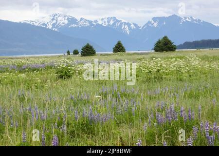 flowering Meadow in the Alaskan Tundra. Photographed near Gustavus, Alaska in Jully Stock Photo
