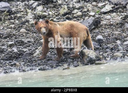 Alaskan Brown Bear near water. Photographed in Alaska in July Stock Photo