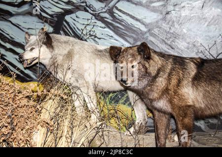 Gray Wolf Stuffed Animal at the Natural History Museum in Haines, Alaska Stock Photo