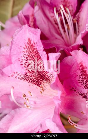 Close-up of pink Rhododendron ferrugineum flowers with fine details Stock Photo