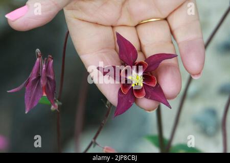 northern rice root (Fritillaria camschatcensis), in a flowering Meadow in the Alaskan Tundra. Photographed near Whittier, Alaska in August Stock Photo