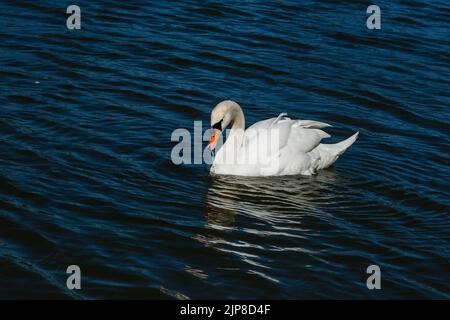 Beautiful swan floats on the lake close up Stock Photo