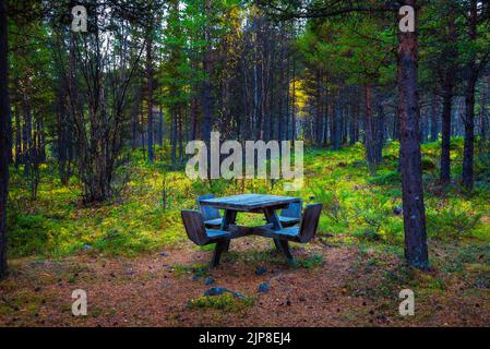 Wooden picnic table in a forest Stock Photo