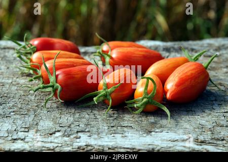 Vegetable garden tomatoes, variety : horned tomato Roman Striped Stock Photo