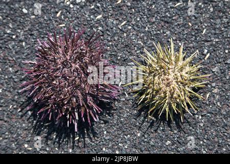 Sea urchin shells on black asphalt background Stock Photo