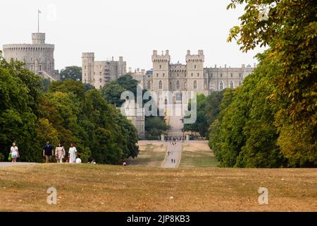 Windsor, UK. 15th August, 2022. Members of the public walk between areas of sun-bleached grass alongside the Long Walk in front of Windsor Castle. Fiv Stock Photo