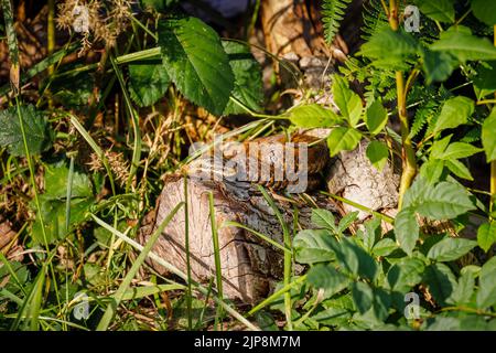 A common European adder (Vipera berus), the UK's only venomous snake, coiled basking in sunlight on a log in undergrowth Stock Photo