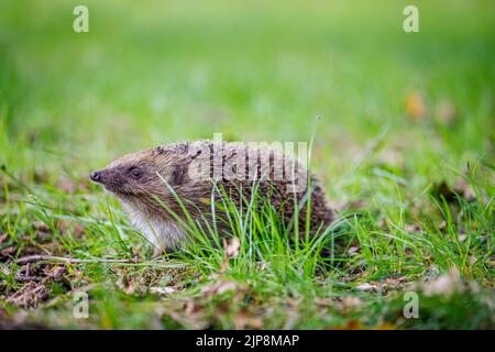 Common or European hedgehog (Erinaceus europaeus), a spiny mammal, seen in grass close-up in Surrey, south-east England Stock Photo