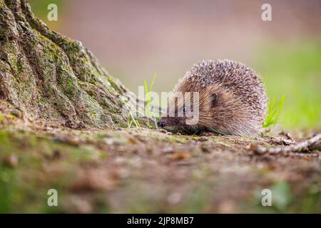 Common or European hedgehog (Erinaceus europaeus), a spiny mammal, seen close-up at the foot of a tree in Surrey, south-east England
