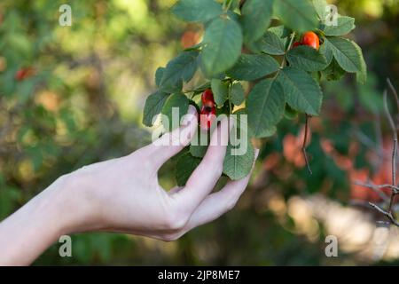 The hand reaches for the rose hip. Stock Photo