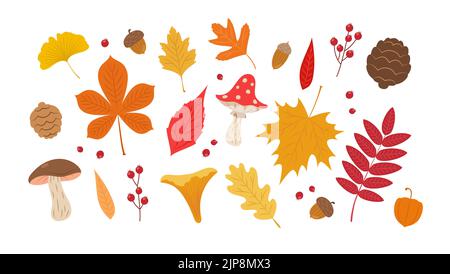 Autumn leaves set. Cute different leaves, mushrooms, berries and acorns. Fall seasonal elements vector illustration Stock Vector