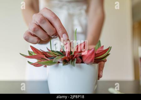 Woman's hands holding a flower of the peperomia rosso. Stock Photo