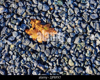 two gold colored oak tree leaves with waterdrops on a stones Stock Photo