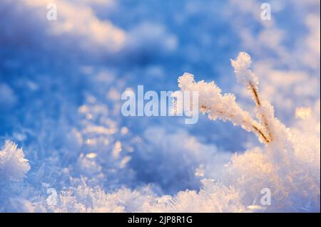 Frost covered plant and ice crystals. Selective focus and shallow depth of field. Stock Photo
