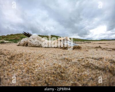 A Buoy and Crab Trap Washed Up on Portnoo Beach after a Strong