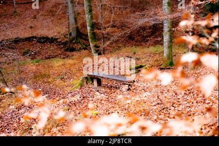 Lonely wooden bench surrounded by golden leaves in autumn forest Stock Photo