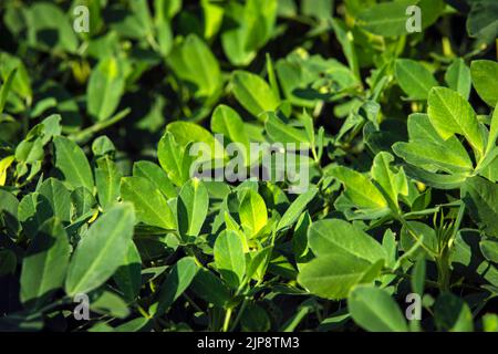 Close up of peanut plants (Arachis hypogaea) growing in a field in south Georgia. Stock Photo