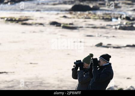 Two senior people watching birds through binoculars on South Landing at Flamborough beach, East Yorkshire, England, UK Stock Photo