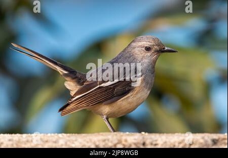 A Female Magpie looking down for food Stock Photo