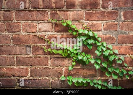 Backdrop image of Brick exterior wall with  creepy green ivy vine. Stock Photo