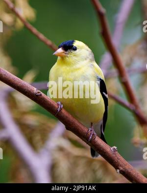 American Goldfinch male close-up profile view, perched on a branch with a blur forest background in its environment and habitat. Finch Photo. Image. Stock Photo