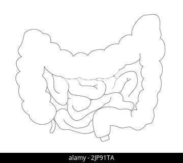 Medical outline chart of intestine in realistic style with shadows and highlights. Human anatomy concept for educational or pharmacy use Stock Vector