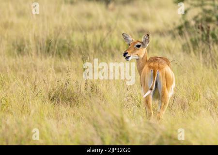 An adult female Ugandan kob antelope, kobus kob thomasi, in Queen Elizabeth National Park, Ugandan. Female kobs are sociable and live in small herds w Stock Photo