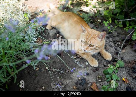 Red cat is resting in the garden. Among beautiful plants. Happy pet life concept. Stock Photo