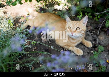 Red cat is resting in the garden. Among beautiful plants. Happy pet life concept. Stock Photo
