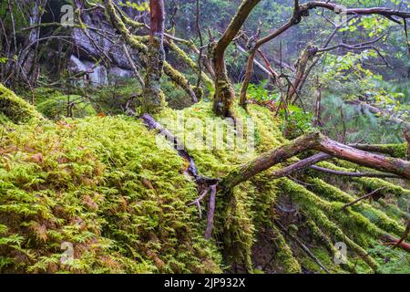 Green moss on a fallen tree in a forest Stock Photo