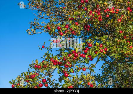 Red apples on tree branches Stock Photo