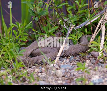 Snake close-up profile view crawling on gravel rocks with a background of coloured foliage, in its environment and habitat surrounding. Stock Photo