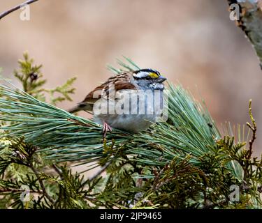 White-throat Sparrow perched on a pine tree branch with a blur background in its environment and habitat surrounding. Stock Photo