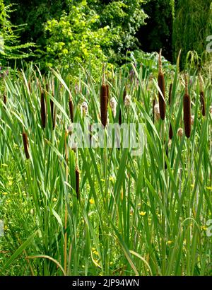GREAT REEDMACE OR BULRUSH Typha latifoli GROWING IN A POND IN SUMMER Stock Photo