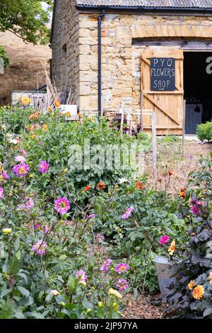 Pick your own, UK - a Pick your own flowers shop with colourful dahlias and other flowering plants, Abbotsbury, Dorset UK Stock Photo