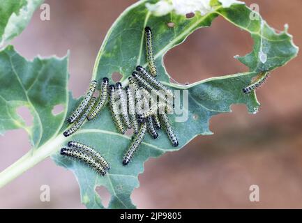 Cabbage White caterpillar; Garden pest damage; Many Cabbage White butterfly caterpillars ( Pieris rapae ), feeding on a brussels sprout plant leaf, UK Stock Photo
