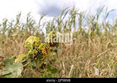 Kalchreuth, International. 16th Aug, 2022. Withered sunflowers stand in front of a drought-stricken cornfield. Credit: Daniel Karmann/dpa/Alamy Live News