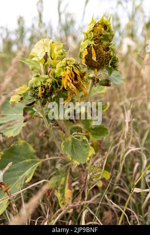 Kalchreuth, International. 16th Aug, 2022. Withered sunflowers stand in front of a drought-stricken cornfield. Credit: Daniel Karmann/dpa/Alamy Live News